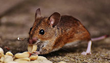 24 Hour & Emergency Exterminators in Twin Peaks, CA